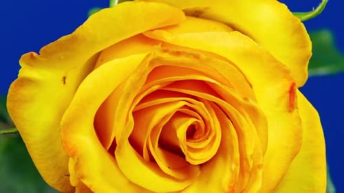 Lapso de tempo da flor de rosa amarela crescendo de broto a flor grande em fundo azul