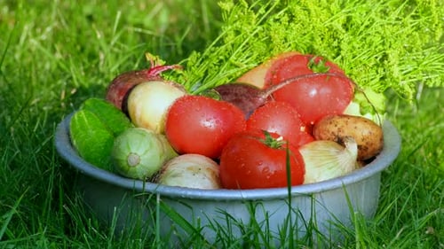 Organic vegetables in bowl with drops of water on the farm, farming concept