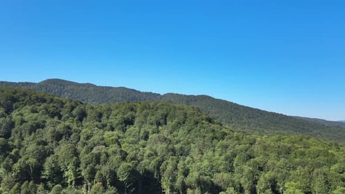 natural forest landscape