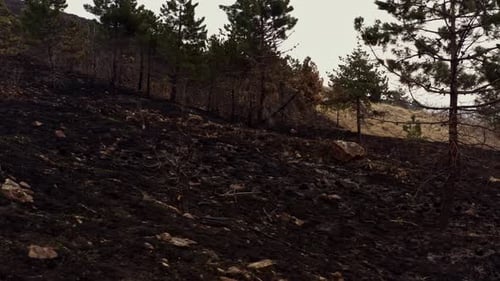 Wildfire Devastation on Rural Hillside, Aerial View