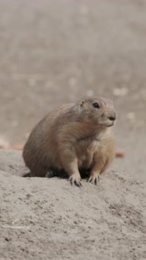 Prairie Dog on Ground