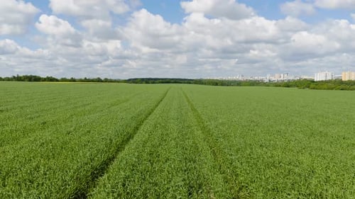 Luftaufnahme von oben über einem grünen Weizenfeld mit jungen Frühlingskulturen, sonniger Tag