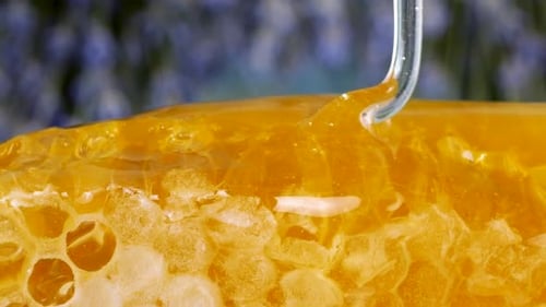 Streams of golden honey drip and pour onto honeycombs with spoon spindle