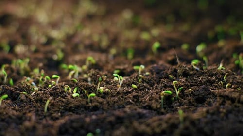 TimeLapse of Plant Seedlings Sprouting From Soil A Stunning Growth Process