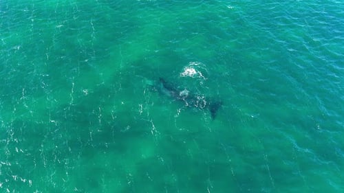 Whales Swimming Together in the Open Ocean