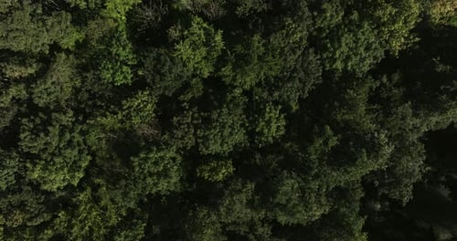 Aerial Top Down View of Dense Forest Canopy with Green Trees in Natural Landscape