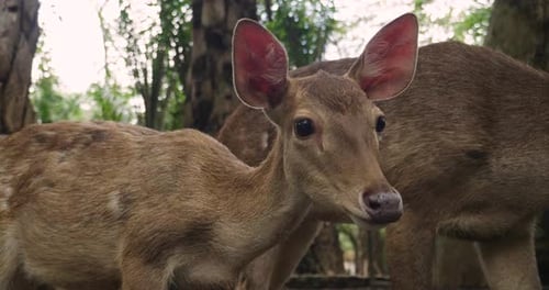 Close-up of a fawn with mum in the forest. Concept of: animals,