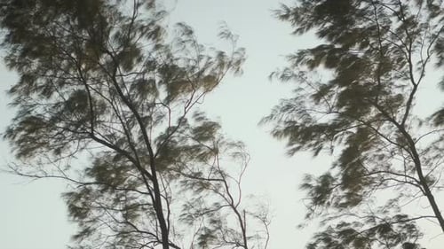 Trees Blowing in the Wind Against Pale Sky