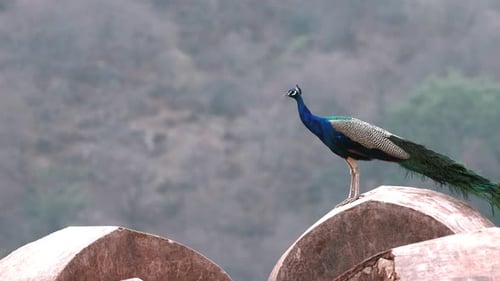 Un paon indien est assis en défense
