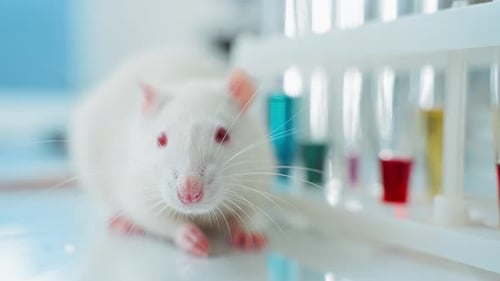 White Rat in Lab with Colorful Test Tubes
