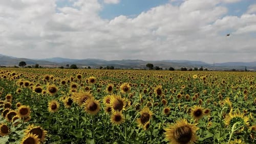 Sonnenblumenfeld, Drohnenansicht
