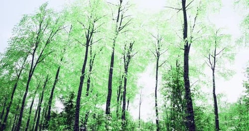 Lush Green Trees Reaching for the Sky in a Serene Forest Setting