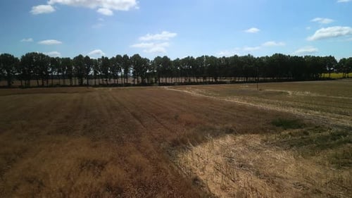 Canola field aerial view in Ukraine