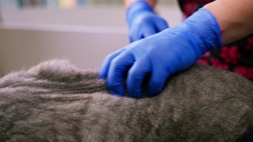 groomer combs a cat's fur with a brush hygiene procedure close-up of the body of an animal plan