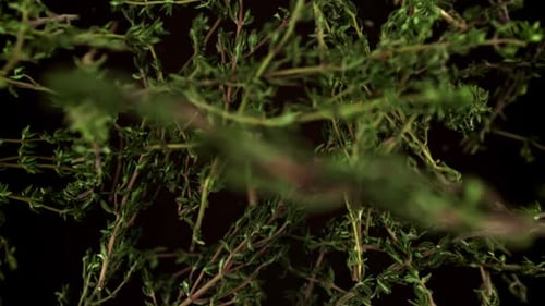 Super Slow Motion of Thyme Sprigs Filmed on a Highspeed Camera at 1000 Fps