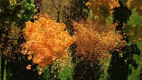Sanfte Herbstwinde wehen Blätter von Bäumen und sorgen für einen lebendigen Laubteppich auf dem Boden