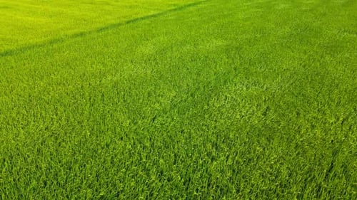 Green Rice Fields with Sun Flarecombine Harvesting Ripe Rice Fields Agricultural Field Farmland