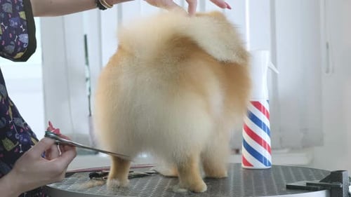 Woman Grooming Fluffy Dog with Scissors Indoors