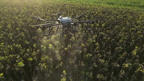 Agricultural Drone Spraying Sunflower Field 29