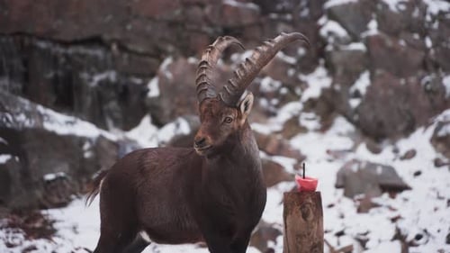 Closeup Of Alpine Ibex In The Snowy Mountain In Quebec, Canada.