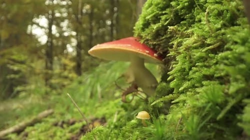 Vibrant Red Mushroom Growing in Green Forest