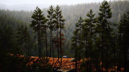 Beautiful Remote Evergreen Forest in Mountain