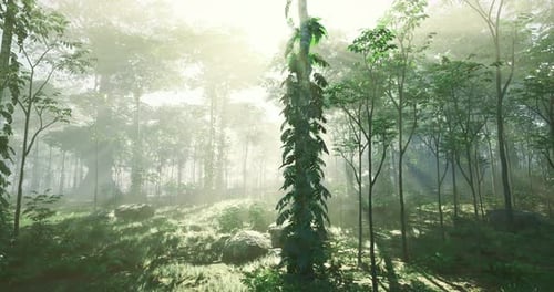 Morning Light Filters Through a Lush Forest Creating a Serene Atmosphere