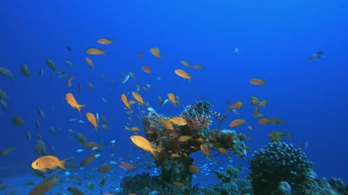 Reef Coral Garden Underwater Life
