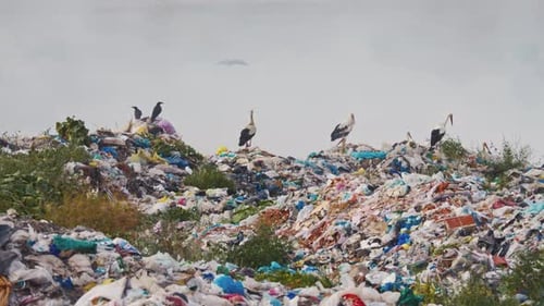 Vögel plündern auf einer Müllhalde 4k