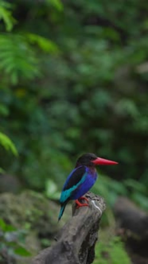 un martin-pêcheur de Java se tient calmement sous le soleil