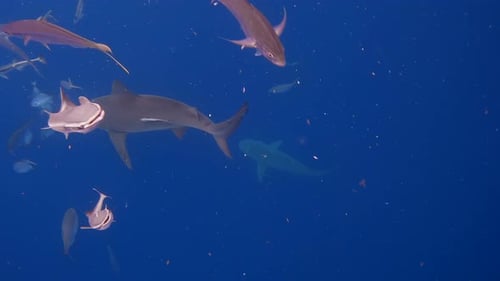 Terrified fish swim away from bull sharks looking to feed - open ocean