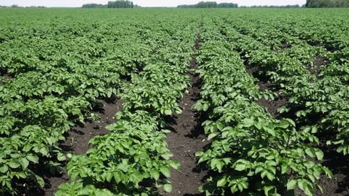 A field of young potatoes