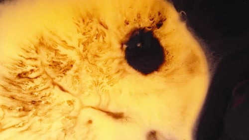 shot of colorful chemical reaction with swirling black ink in orange liquid