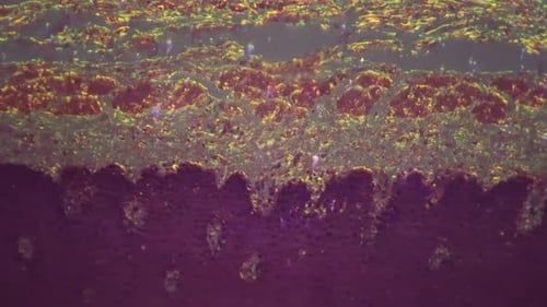 Microscopic footage of cells and internal tissue