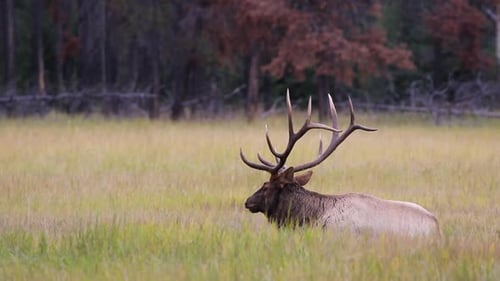Bull Elk Feeding And Chewing On The Grassland In Jasper National Park In Alberta, Canada At Daytime.