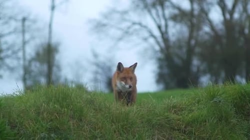Fox taucht im Bild auf