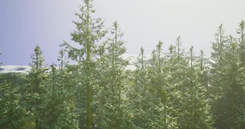 Lush Evergreen Forest Landscape Under Clear Blue Sky Near Mountains