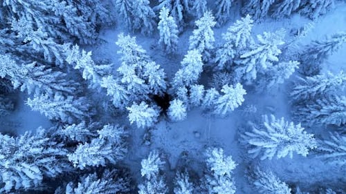 Aerial View of Snowy Forest with Person Walking Through