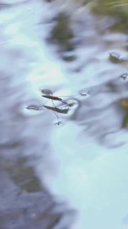 Gerridae. Ein Käfer läuft auf dem Wasser, Nahaufnahme. Fluss mit klarem Wasser Vertikales Video.
