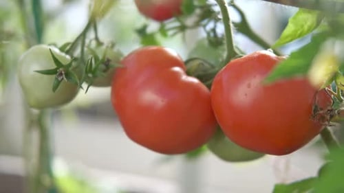 Fresh Green and Red Tomatoes Growing and Ripening on a Vine Closeup View of Tomato Plant with Juicy