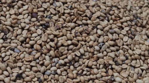 Coffee Beans Drying Process Outdoors Shot