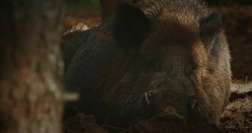 Sanglier Sus Scrofa Also