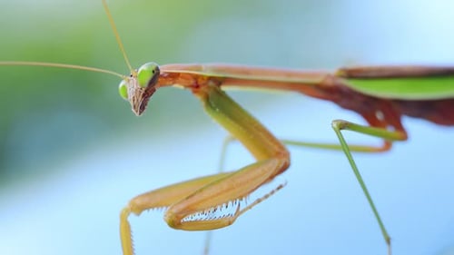 Closeup View of Praying Mantis Frozen While Standing on Blue Background The Insect Elongated Body