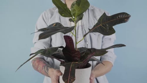 Adult Holding Houseplant in White Pot
