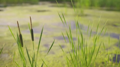 Blooming Reed By Overgrown Pond