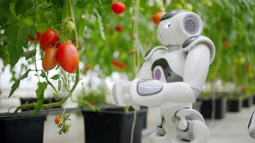 Humanoider Roboter bewegt sich in der Nähe von Tomatenreihen in einer Gewächshausfarm