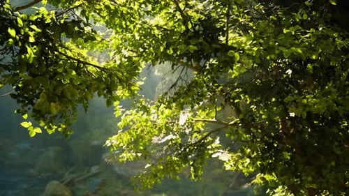 Sunlight Shining Through the Leaves of a Tree