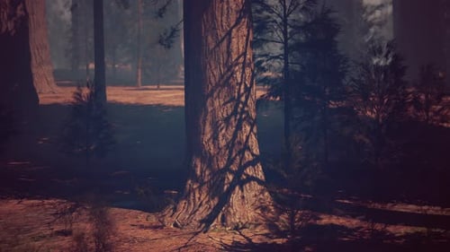 Majestic Sequoia Forest With Towering Trees