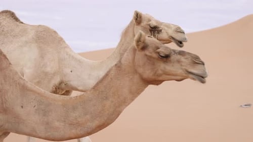 Two Middle Eastern Camels in the Desert in UAE