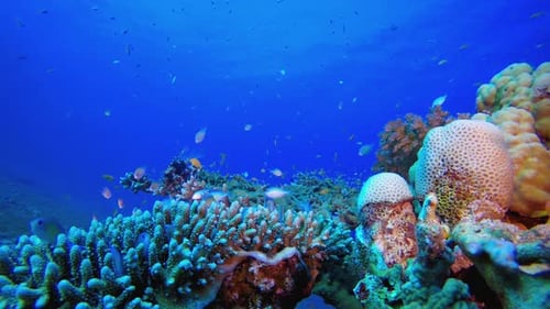 Colourful Tropical Reef Scene